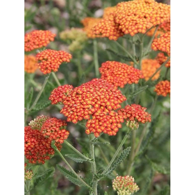 krwawnik wiazówkowaty (Achillea filipendulina) Feuerland- Świat bylin - sklep internetowy