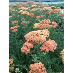 krwawnik pospolity (Achillea millefolium) Terracotta- Świat bylin - sklep internetowy