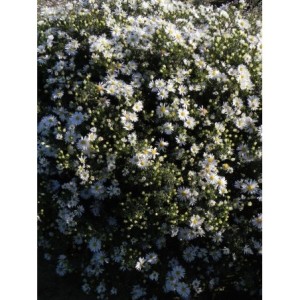 aster krzaczasty (Aster dumosus) Apollo- Świat bylin - sklep internetowy