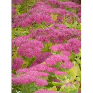 rozchodnik okazały (Sedum spectabile) Brilliant- Świat bylin - sklep internetowy