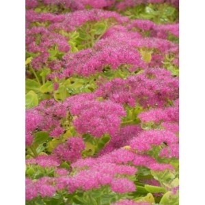 rozchodnik okazały (Sedum spectabile) Brilliant- Świat bylin - sklep internetowy