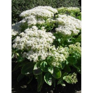 rozchodnik okazały (Sedum spectabile) Star Dust- Świat bylin - sklep internetowy