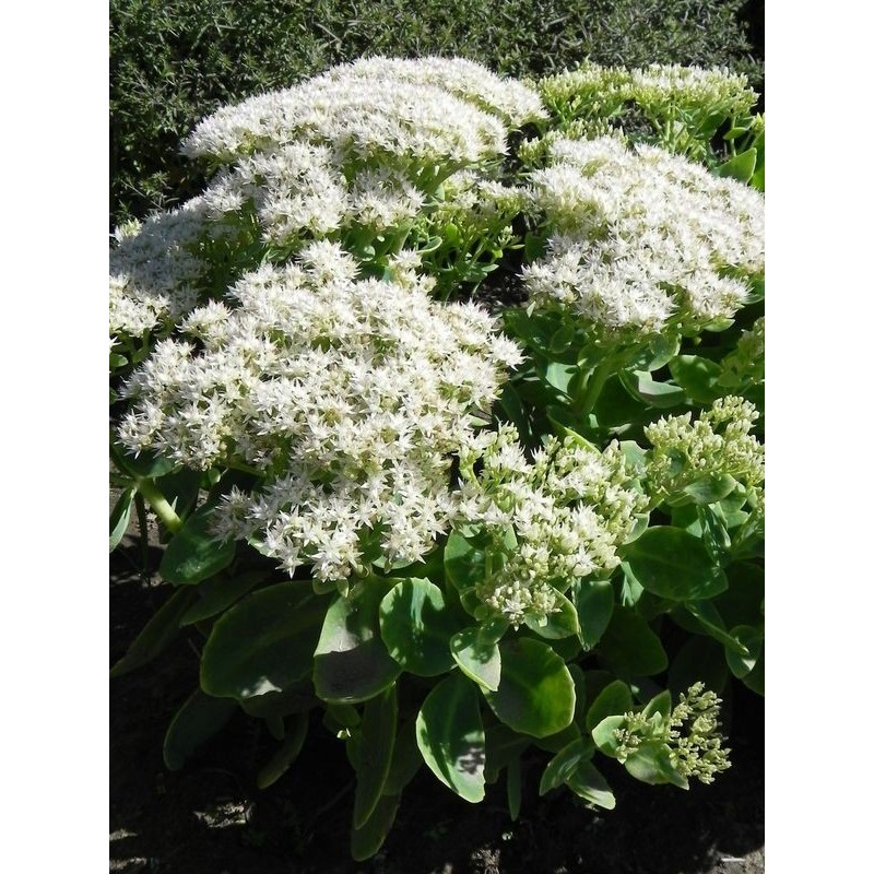 rozchodnik okazały (Sedum spectabile) Star Dust- Świat bylin - sklep internetowy