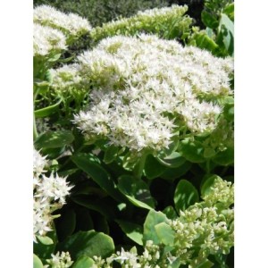 rozchodnik okazały (Sedum spectabile) Star Dust- Świat bylin - sklep internetowy