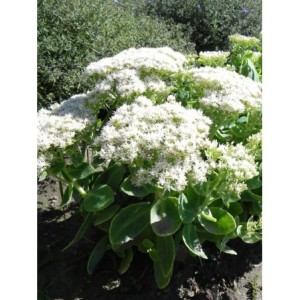 rozchodnik okazały (Sedum spectabile) Star Dust- Świat bylin - sklep internetowy