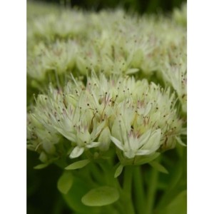 rozchodnik okazały (Sedum spectabile) Star Dust- Świat bylin - sklep internetowy