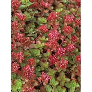 rozchodnik kaukaski (Sedum spurium) Fuldaglut- Świat bylin - sklep internetowy