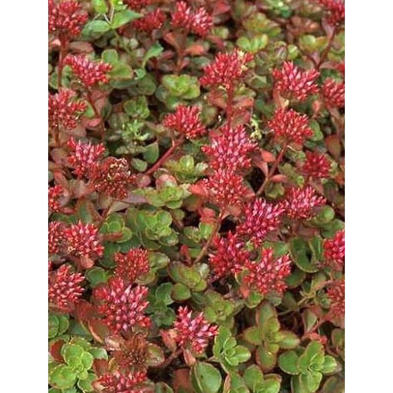 rozchodnik kaukaski (Sedum spurium) Fuldaglut- Świat bylin - sklep internetowy
