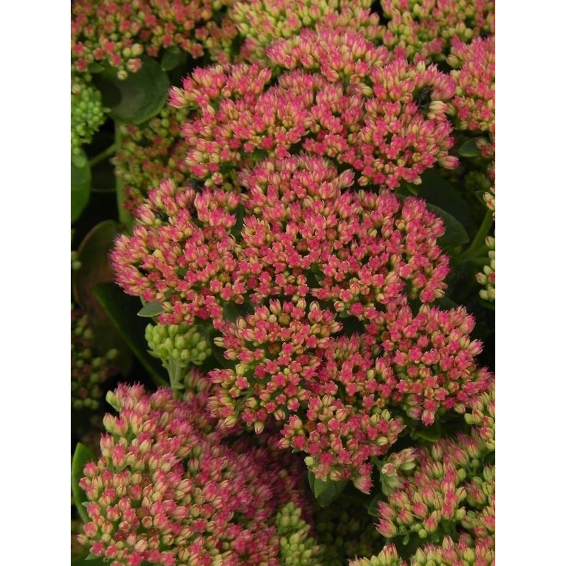 rozchodnik wielki (Sedum telephium) Herbstfreude- Świat bylin - sklep internetowy