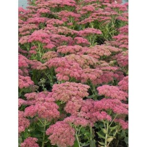 rozchodnik wielki (Sedum telephium) Herbstfreude- Świat bylin - sklep internetowy