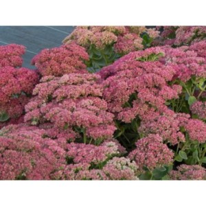 rozchodnik wielki (Sedum telephium) Herbstfreude- Świat bylin - sklep internetowy