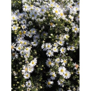 aster krzaczasty (Aster dumosus) Apollo- Świat bylin - sklep internetowy