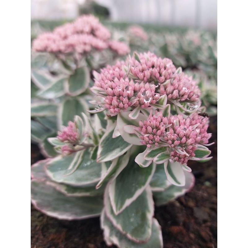 rozchodnik wielki (Sedum telephium) La Vie en Rose- Świat bylin - sklep internetowy