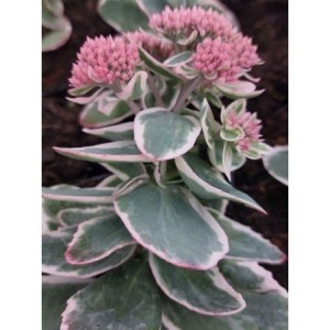 rozchodnik wielki (Sedum telephium) La Vie en Rose- Świat bylin - sklep internetowy