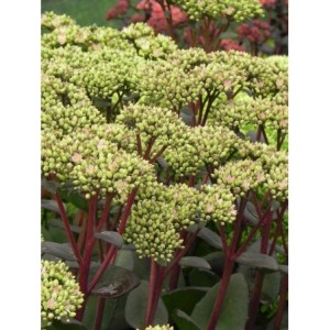 rozchodnik wielki (Sedum telephium) Matrona- Świat bylin - sklep internetowy