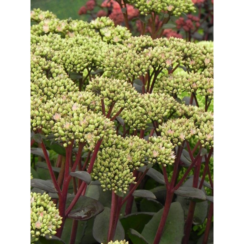 rozchodnik wielki (Sedum telephium) Matrona- Świat bylin - sklep internetowy