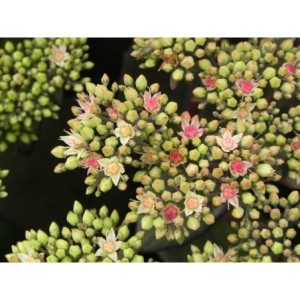 rozchodnik wielki (Sedum telephium) Matrona- Świat bylin - sklep internetowy