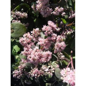rozchodnik wielki (Sedum telephium) Matrona- Świat bylin - sklep internetowy