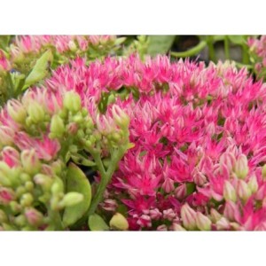 rozchodnik wielki (Sedum telephium) Meteor- Świat bylin - sklep internetowy