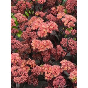 rozchodnik wielki (Sedum telephium) Purple Emperor- Świat bylin - sklep internetowy