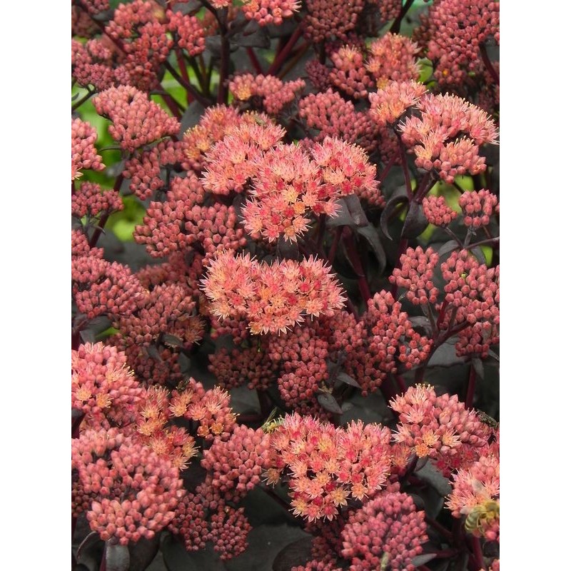 rozchodnik wielki (Sedum telephium) Purple Emperor- Świat bylin - sklep internetowy