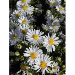 aster krzaczasty (Aster dumosus) Apollo- Świat bylin - sklep internetowy