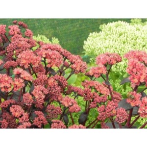 rozchodnik wielki (Sedum telephium) Purple Emperor- Świat bylin - sklep internetowy