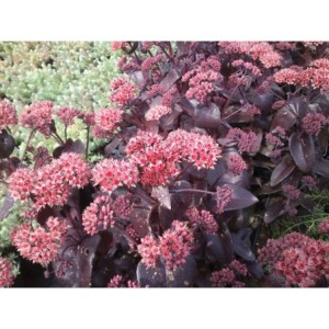 rozchodnik wielki (Sedum telephium) Purple Emperor- Świat bylin - sklep internetowy