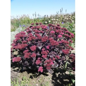 rozchodnik wielki (Sedum telephium) Purple Emperor- Świat bylin - sklep internetowy