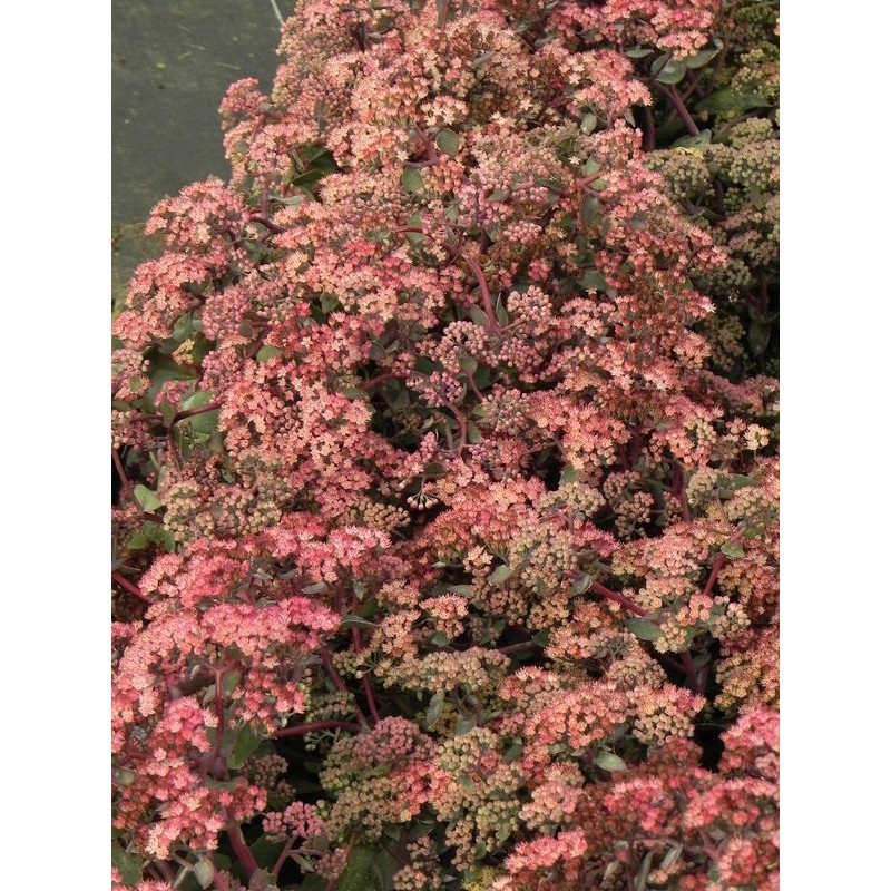 rozchodnik wielki (Sedum telephium) Seduction Cherry Chocolate- Świat bylin - sklep internetowy