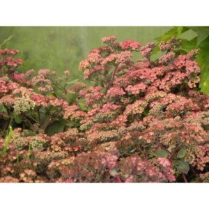 rozchodnik wielki (Sedum telephium) Seduction Cherry Chocolate- Świat bylin - sklep internetowy