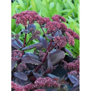 rozchodnik wielki (Sedum telephium) Touchdown Teak- Świat bylin - sklep internetowy