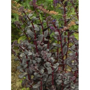 rozchodnik wielki (Sedum telephium) Touchdown Teak- Świat bylin - sklep internetowy