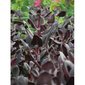 rozchodnik wielki (Sedum telephium) Touchdown Teak- Świat bylin - sklep internetowy