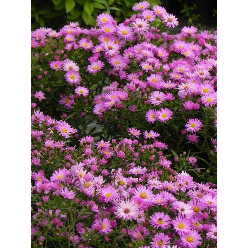 aster krzaczasty (Aster dumosus) Herbstgruss vom Bresserhof- Świat bylin - sklep internetowy