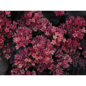 rozchodnik wielki (Sedum telephium) Touchdown Teak- Świat bylin - sklep internetowy