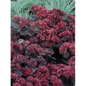 rozchodnik wielki (Sedum telephium) Touchdown Teak- Świat bylin - sklep internetowy