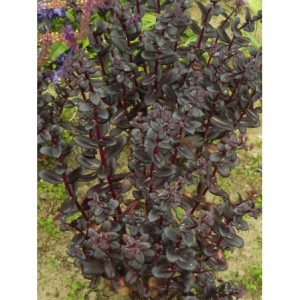 rozchodnik wielki (Sedum telephium) Touchdown Teak- Świat bylin - sklep internetowy