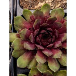 rojnik (Sempervivum) Dr. Fritz Kohlein- Świat bylin - sklep internetowy