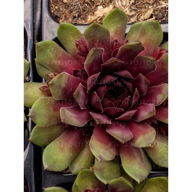 rojnik (Sempervivum) Dr. Fritz Kohlein- Świat bylin - sklep internetowy