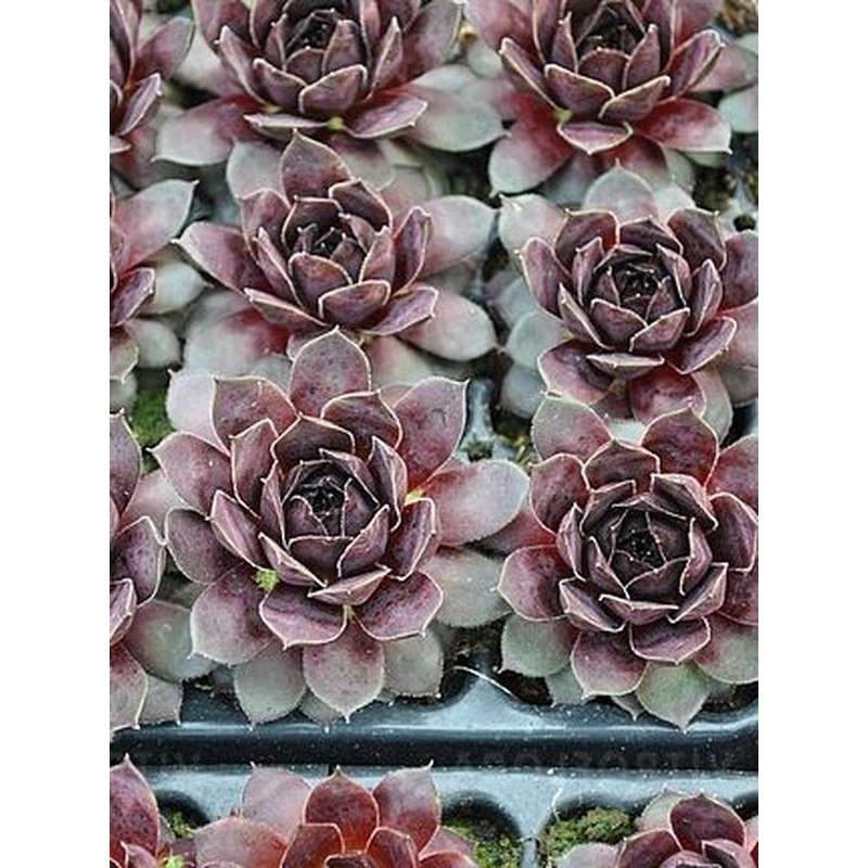 rojnik (Sempervivum) Lacerta- Świat bylin - sklep internetowy