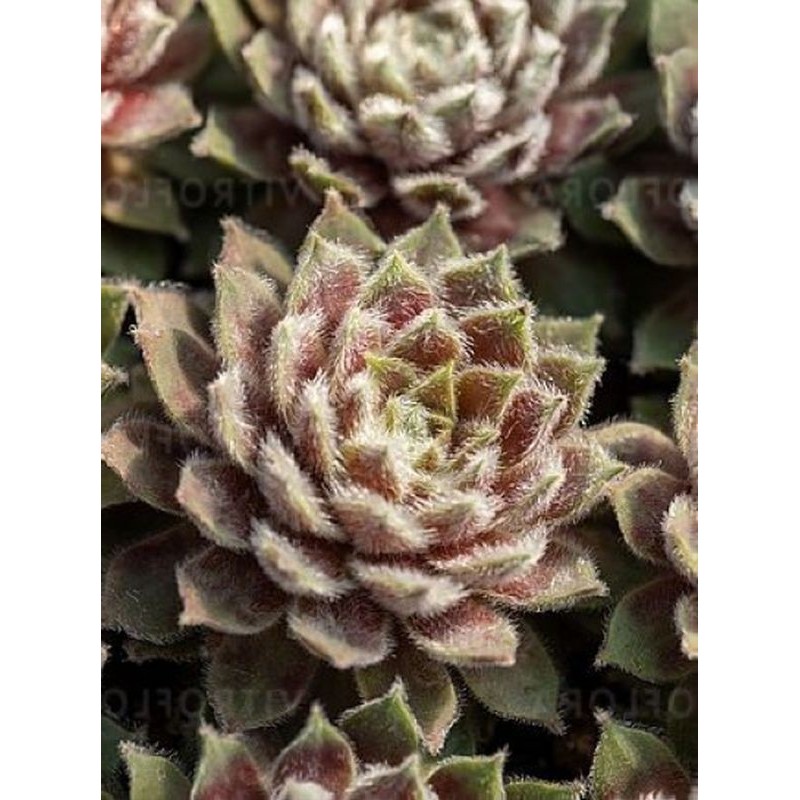 rojnik (Sempervivum) Rosa Madchen- Świat bylin - sklep internetowy