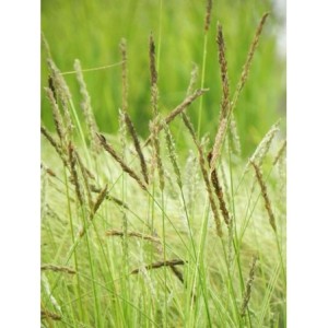 sesleria jesienna (Sesleria autumnalis) - Świat bylin - sklep internetowy