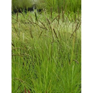 sesleria jesienna (Sesleria autumnalis) - Świat bylin - sklep internetowy