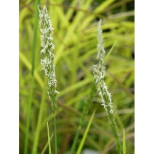 sesleria jesienna (Sesleria autumnalis) - Świat bylin - sklep internetowy