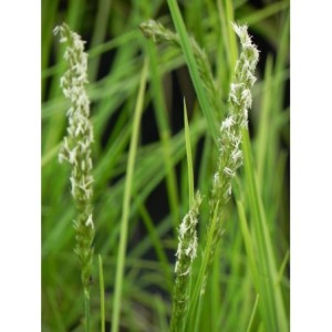 sesleria jesienna (Sesleria autumnalis) - Świat bylin - sklep internetowy