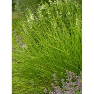 sesleria jesienna (Sesleria autumnalis) - Świat bylin - sklep internetowy