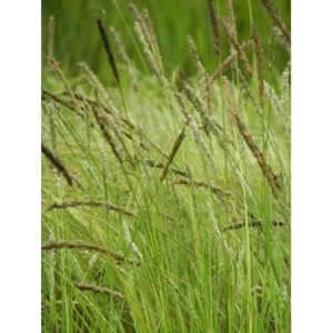 sesleria jesienna (Sesleria autumnalis) - Świat bylin - sklep internetowy