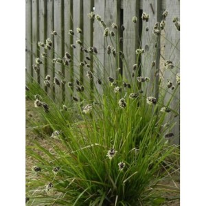 sesleria Heufflera (Sesleria heufleriana) - Świat bylin - sklep internetowy