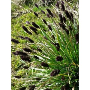sesleria Heufflera (Sesleria heufleriana) - Świat bylin - sklep internetowy